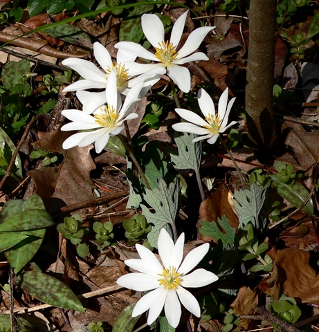 {Sanguinaria canadensis}